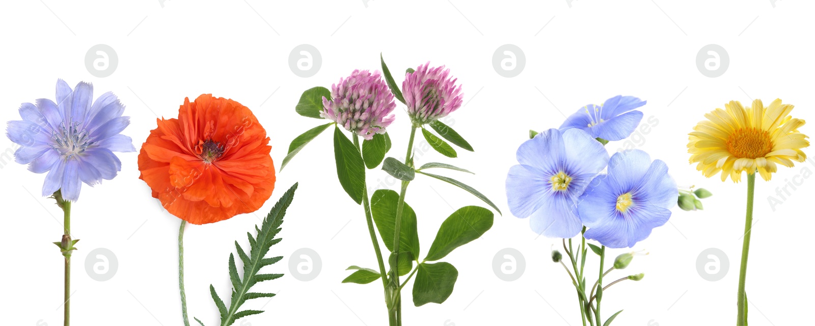 Image of Wildflowers on white background, set. Different blooming plants