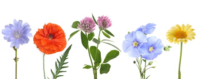 Image of Wildflowers on white background, set. Different blooming plants