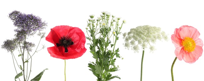 Image of Wildflowers on white background, set. Different blooming plants