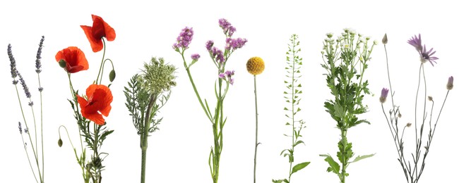 Image of Wildflowers on white background, set. Different blooming plants