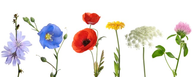 Image of Wildflowers on white background, set. Different blooming plants