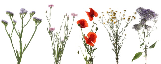 Image of Wildflowers on white background, set. Different blooming plants