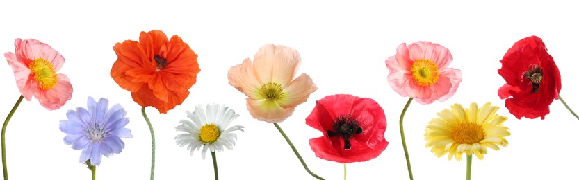 Image of Different bright meadow flowers on white background, set