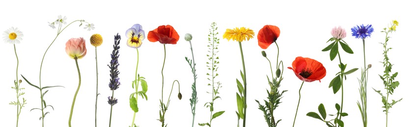 Image of Wildflowers on white background, set. Different blooming plants
