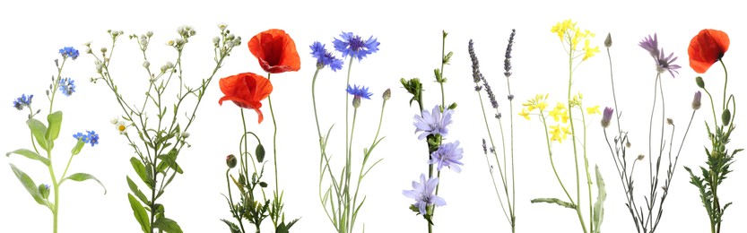 Image of Wildflowers on white background, set. Different blooming plants