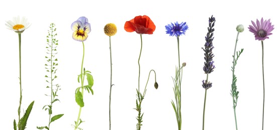 Image of Wildflowers on white background, set. Different blooming plants