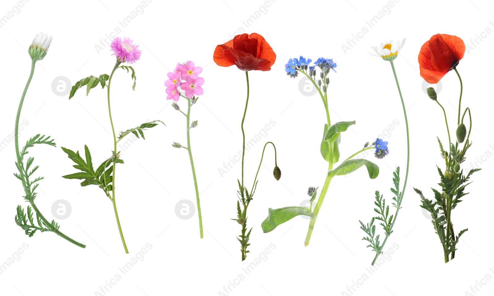 Wildflowers on white background, set. Different blooming plants Image of Wildflowers on white background, set. Different blooming plants