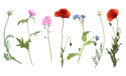 Image of Wildflowers on white background, set. Different blooming plants