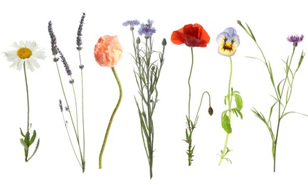 Image of Wildflowers on white background, set. Different blooming plants