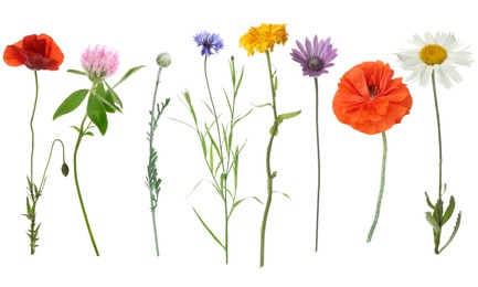 Image of Wildflowers on white background, set. Different blooming plants