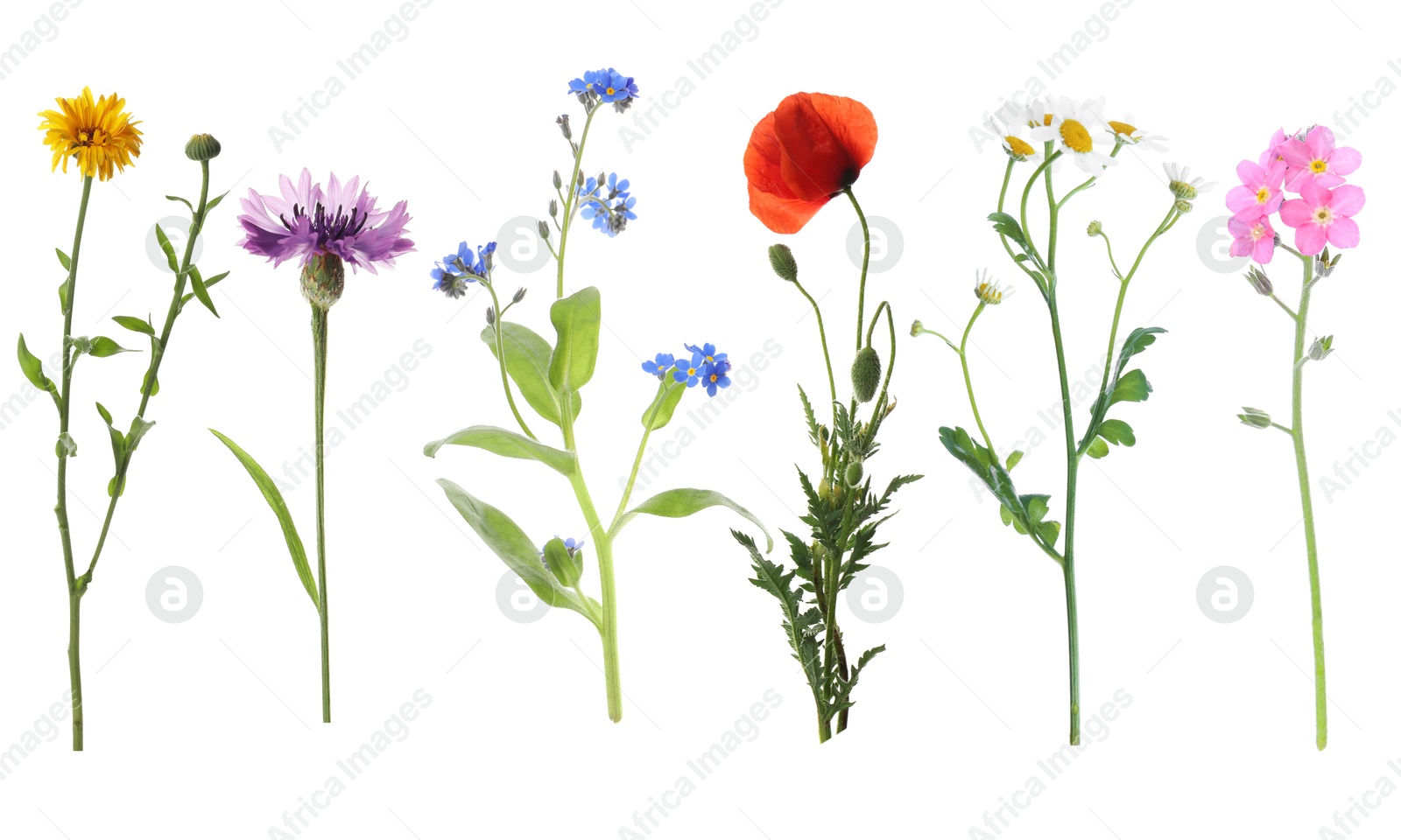 Image of Wildflowers on white background, set. Different blooming plants