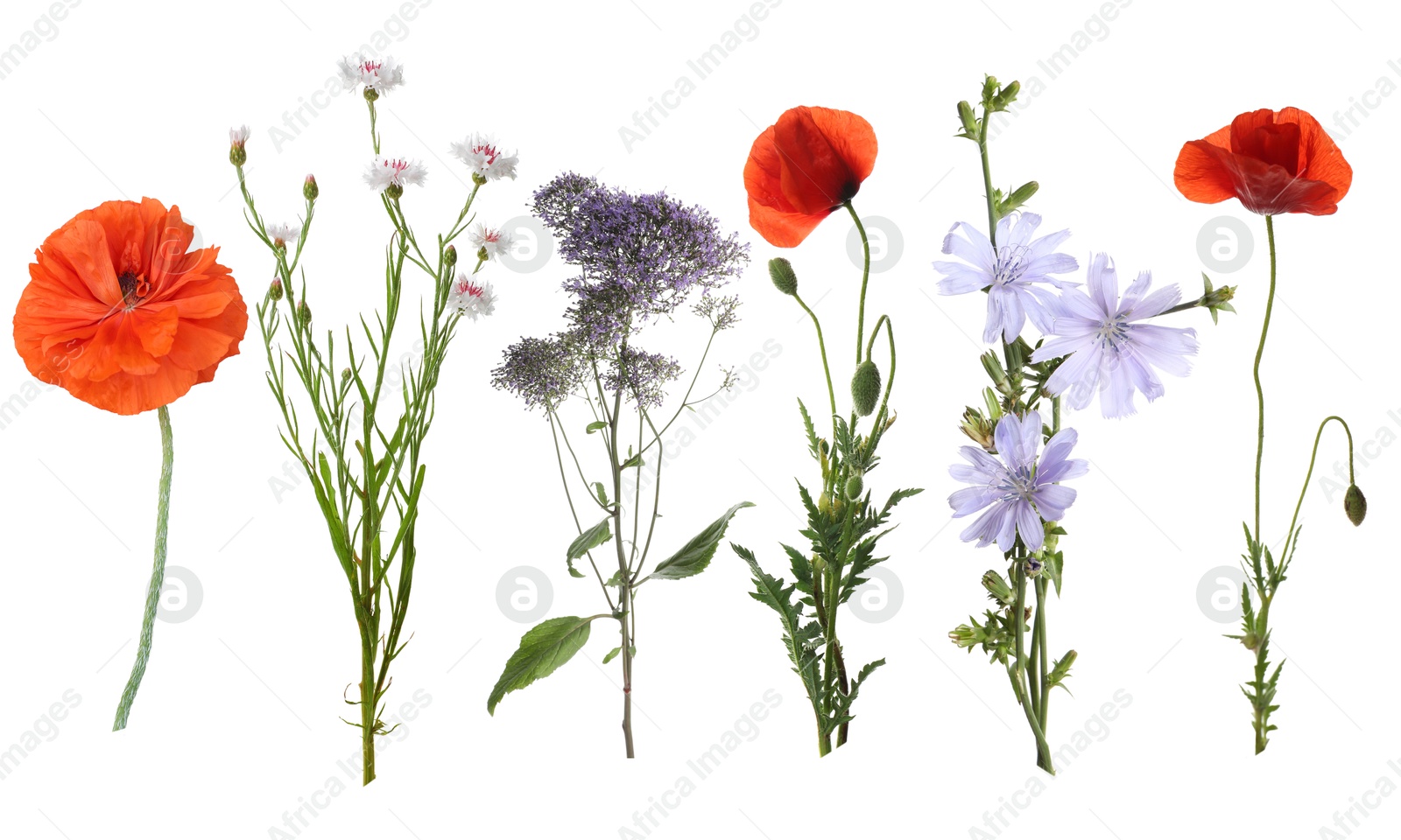 Wildflowers on white background, set. Different blooming plants Image of Wildflowers on white background, set. Different blooming plants