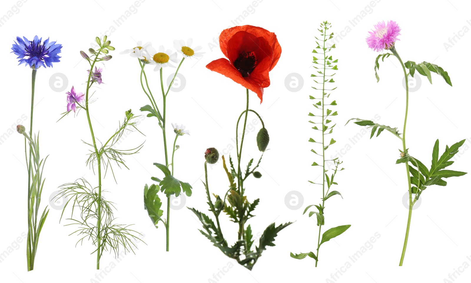 Wildflowers on white background, set. Different blooming plants Image of Wildflowers on white background, set. Different blooming plants