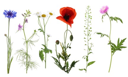 Image of Wildflowers on white background, set. Different blooming plants