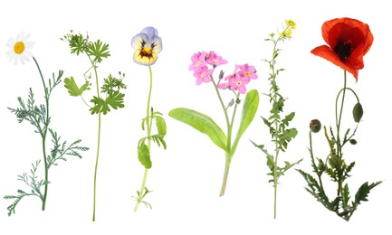 Image of Wildflowers on white background, set. Different blooming plants
