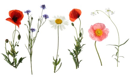 Image of Wildflowers on white background, set. Different blooming plants