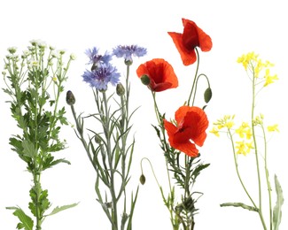 Image of Wildflowers on white background, set. Different blooming plants