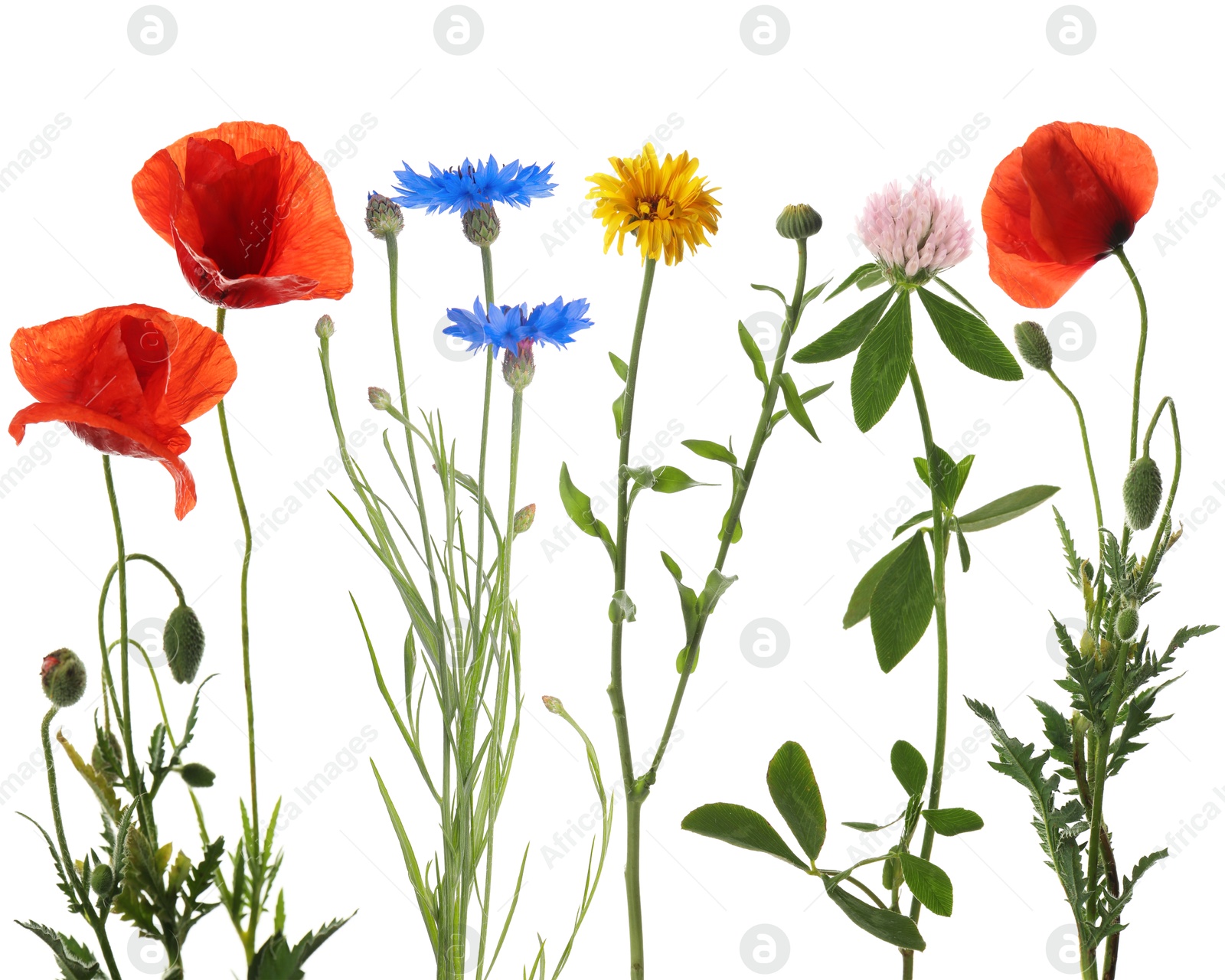 Wildflowers on white background, set. Different blooming plants Image of Wildflowers on white background, set. Different blooming plants