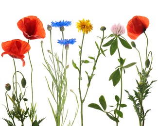Image of Wildflowers on white background, set. Different blooming plants