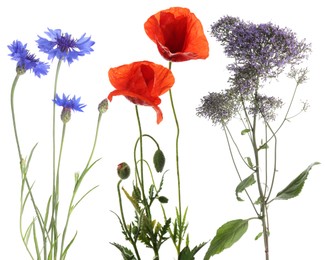 Image of Wildflowers on white background, set. Different blooming plants