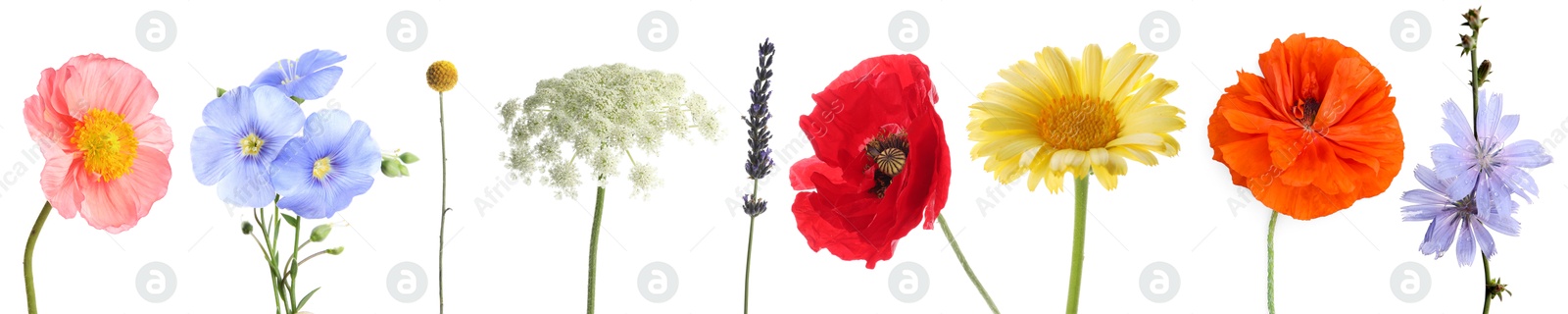 Image of Wildflowers on white background, set. Different blooming plants
