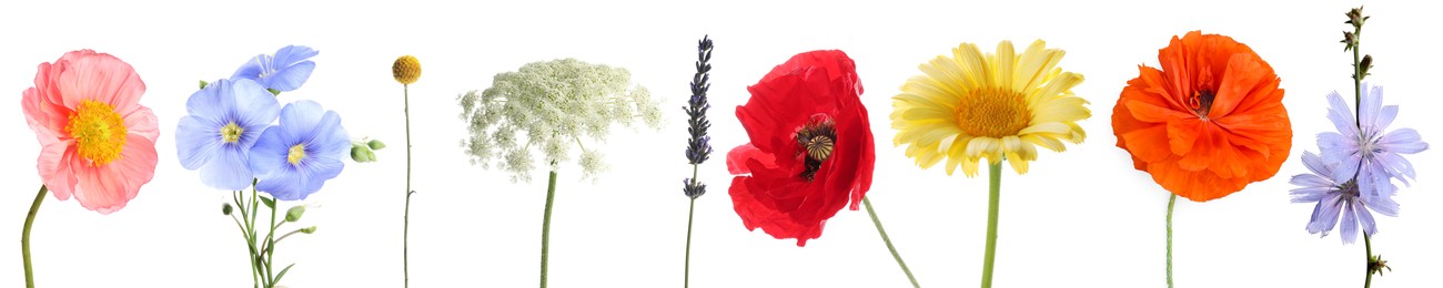 Image of Wildflowers on white background, set. Different blooming plants