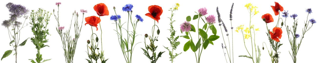 Image of Wildflowers on white background, set. Different blooming plants