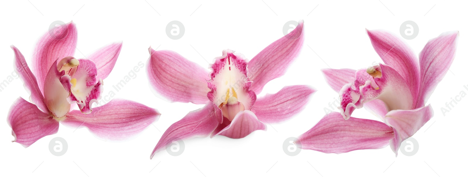 Beautiful tropical orchid flower on white background, set Image of Beautiful tropical orchid flower on white background, set