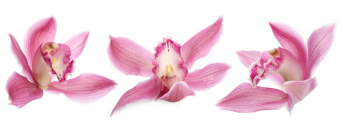 Image of Beautiful tropical orchid flower on white background, set
