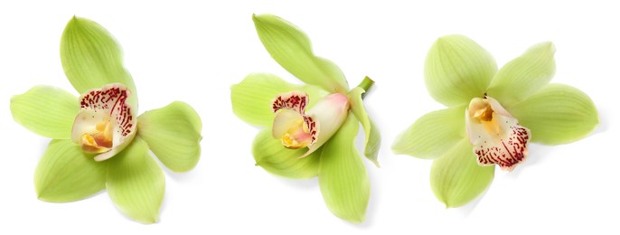 Image of Beautiful tropical orchid flower on white background, set