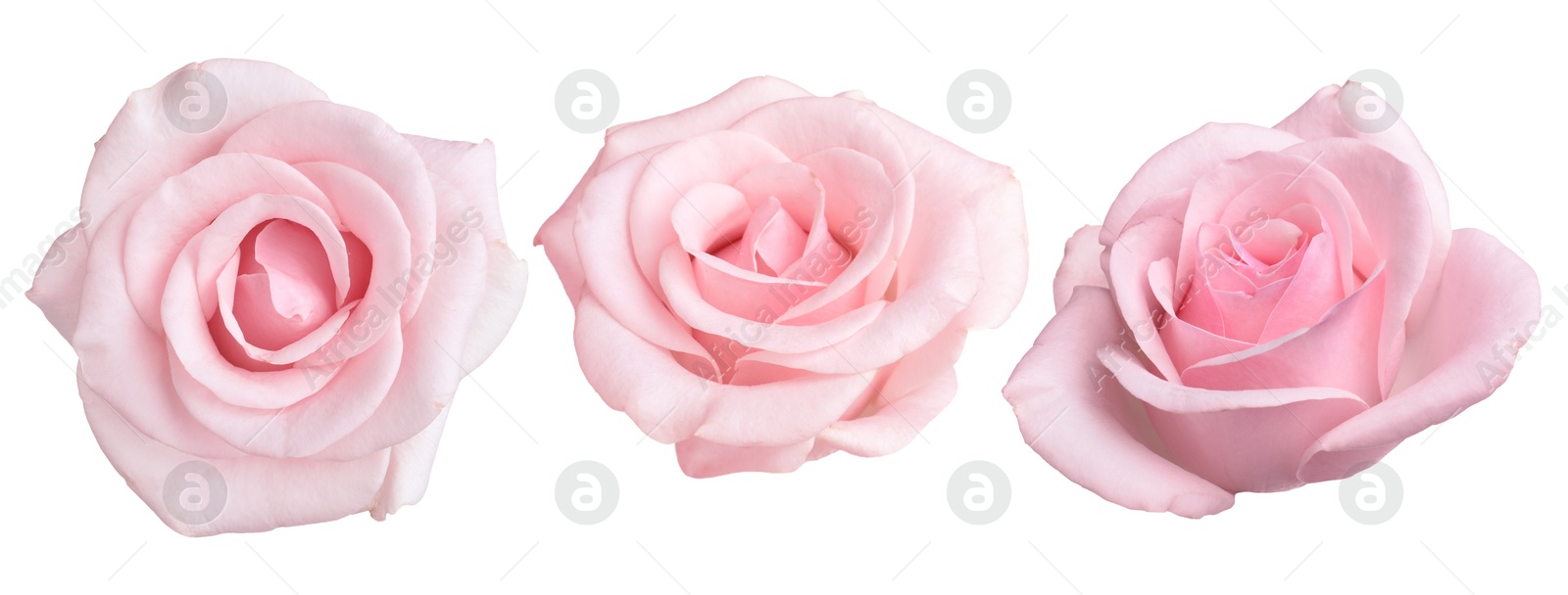 Beautiful pink rose flower on white background, set Image of Beautiful pink rose flower on white background, set