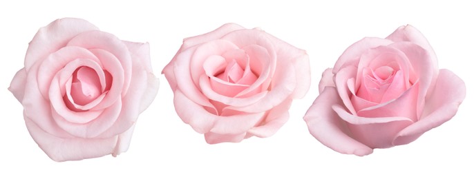 Image of Beautiful pink rose flower on white background, set