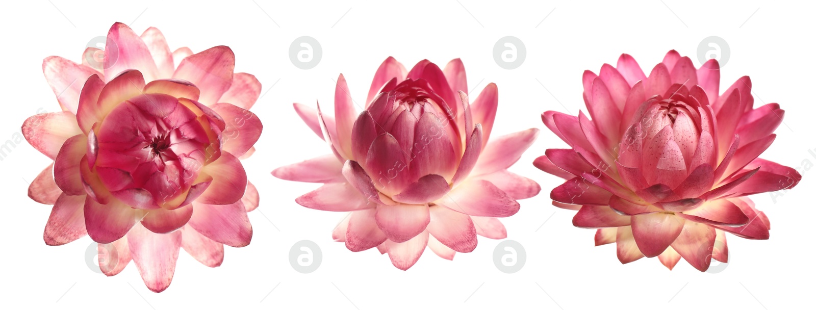 Beautiful pink flower on white background, set Image of Beautiful pink flower on white background, set