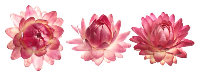 Image of Beautiful pink flower on white background, set