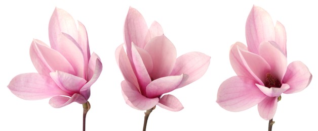 Image of Beautiful magnolia flower on white background, set