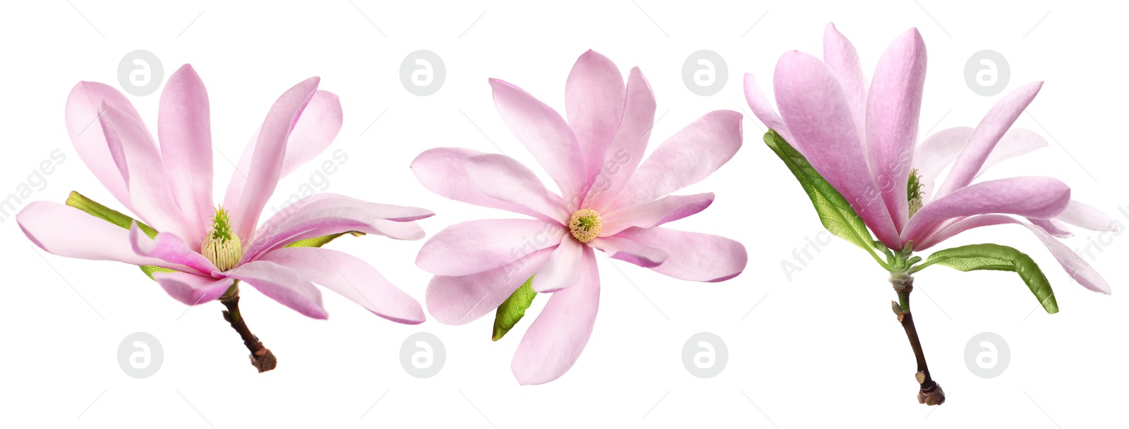 Beautiful pink flowers on white background, set Image of Beautiful pink flowers on white background, set
