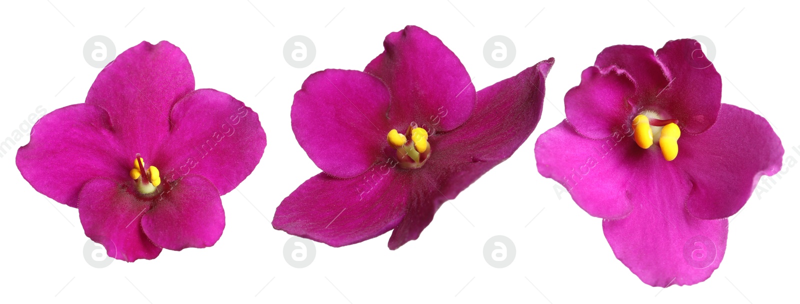 Beautiful purple flower on white background, set Image of Beautiful purple flower on white background, set