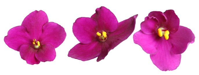Image of Beautiful purple flower on white background, set