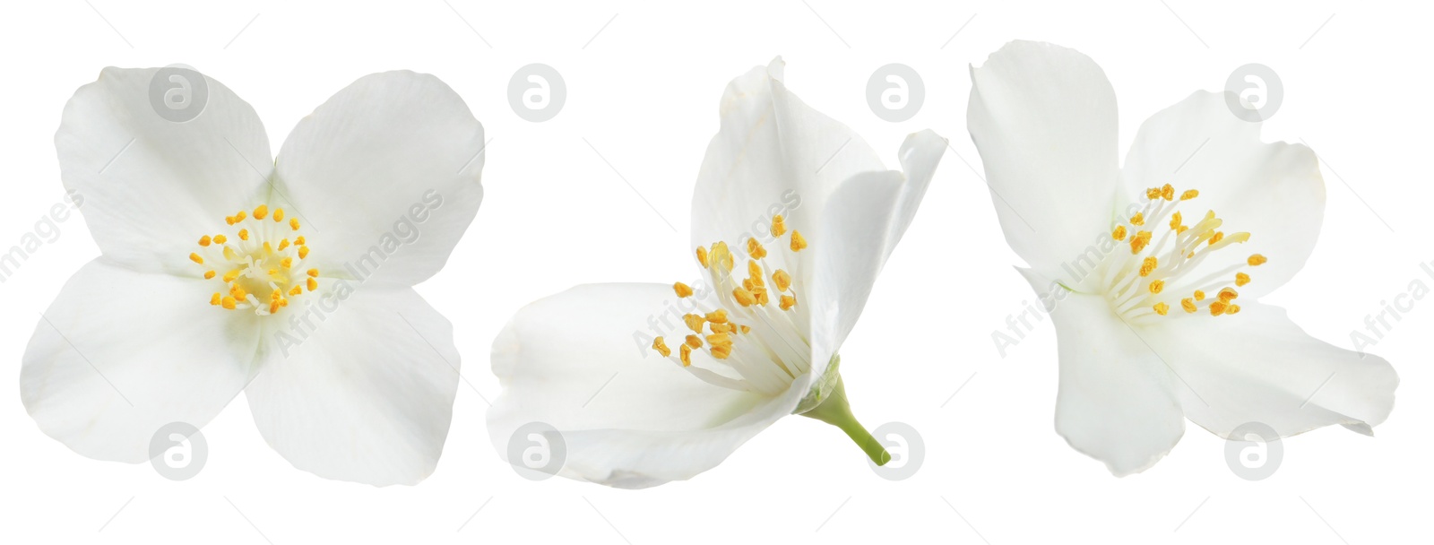 Beautiful jasmine flower on white background, set Image of Beautiful jasmine flower on white background, set