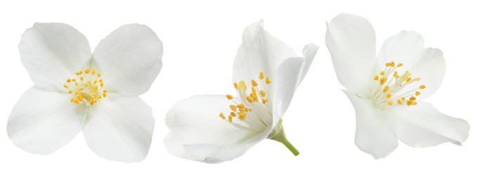 Image of Beautiful jasmine flower on white background, set