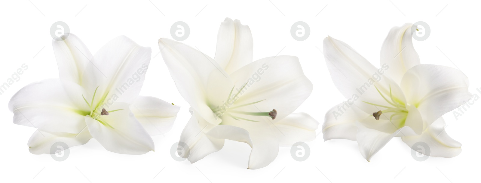 Beautiful lily flower on white background, set Image of Beautiful lily flower on white background, set