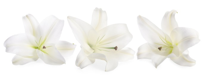 Image of Beautiful lily flower on white background, set