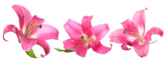 Image of Beautiful pink lily flowers on white background, set