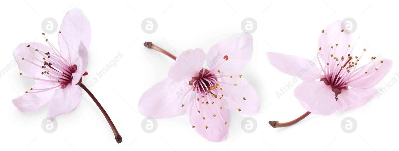 Beautiful cherry flower on white background, set Image of Beautiful cherry flower on white background, set