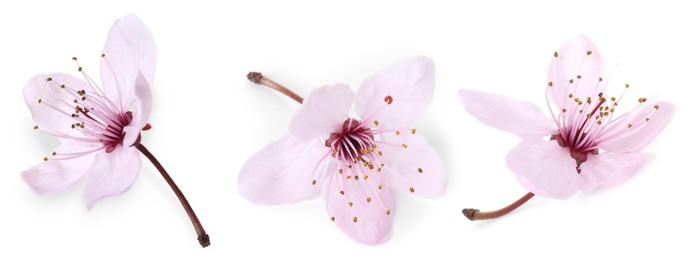 Image of Beautiful cherry flower on white background, set