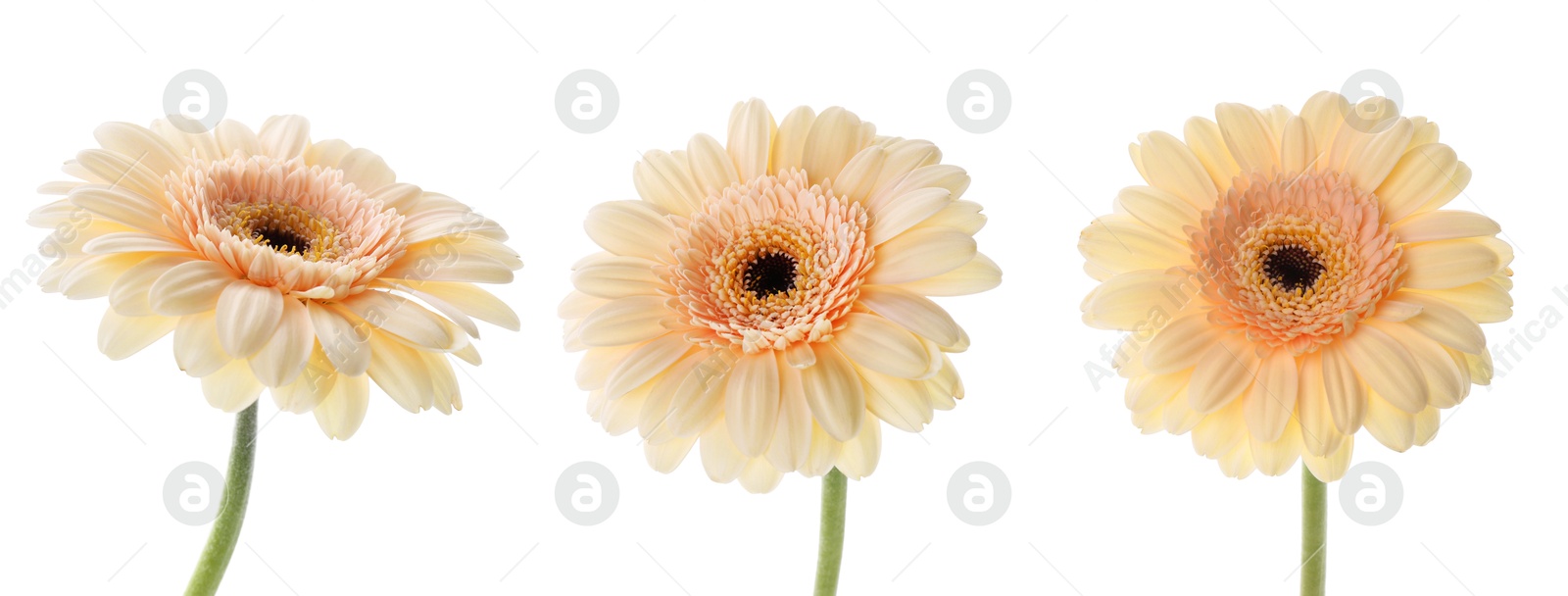 Beautiful gerbera flower on white background, set Image of Beautiful gerbera flower on white background, set