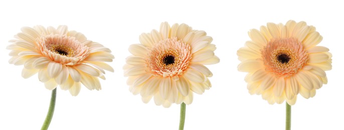 Image of Beautiful gerbera flower on white background, set