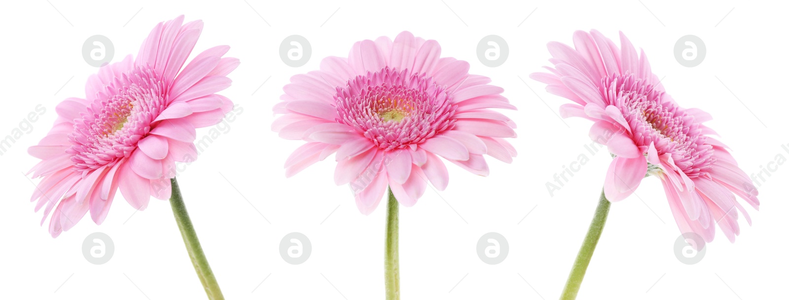Pink gerbera flower on white background, set Image of Pink gerbera flower on white background, set