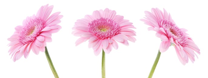 Image of Pink gerbera flower on white background, set
