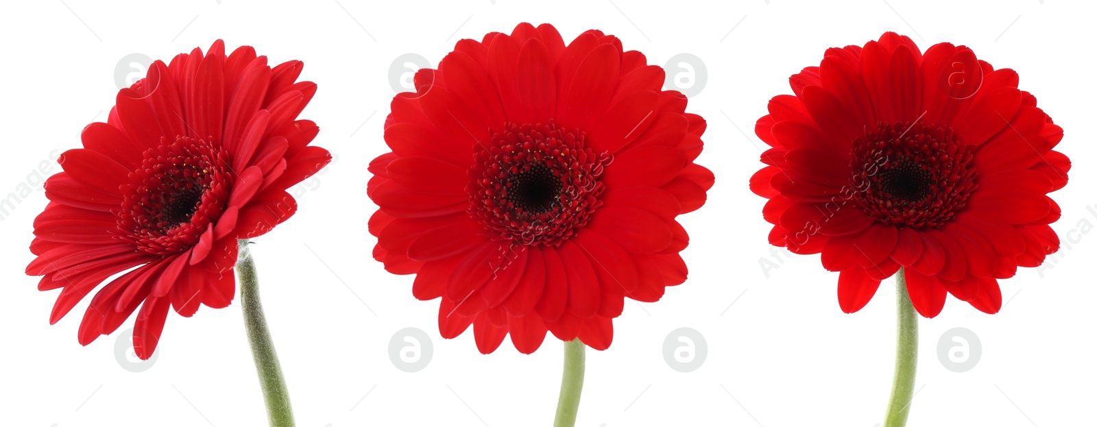 Red gerbera flower on white background, set Image of Red gerbera flower on white background, set